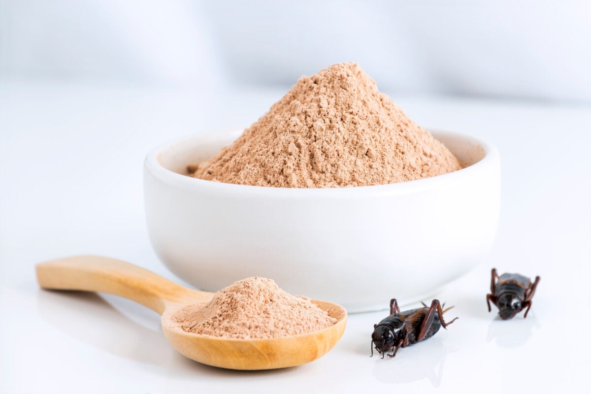 A bowl of cricket powder, an example of insect protein