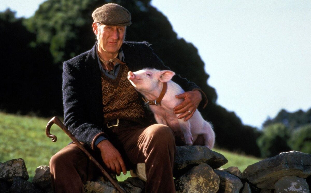 Photo shows a still from the 1995 movie 'Babe,' starring James Cromwell