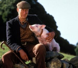 Photo shows a still from the 1995 movie 'Babe,' starring James Cromwell