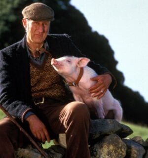 Photo shows a still from the 1995 movie 'Babe,' starring James Cromwell