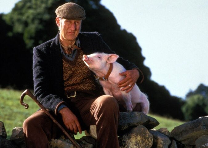Photo shows a still from the 1995 movie 'Babe,' starring James Cromwell