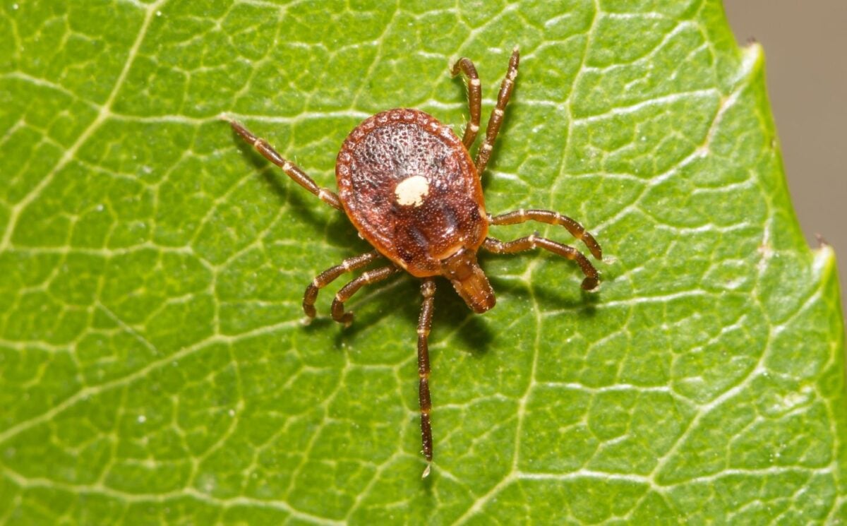 Photo shows a lone star tick on a green leaf