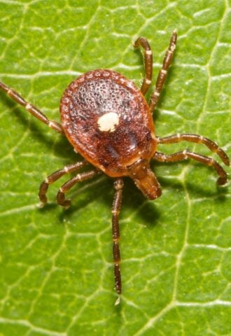 Photo shows a lone star tick on a green leaf