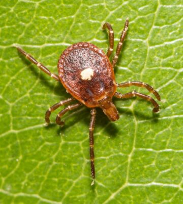 Photo shows a lone star tick on a green leaf