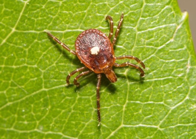 Photo shows a lone star tick on a green leaf