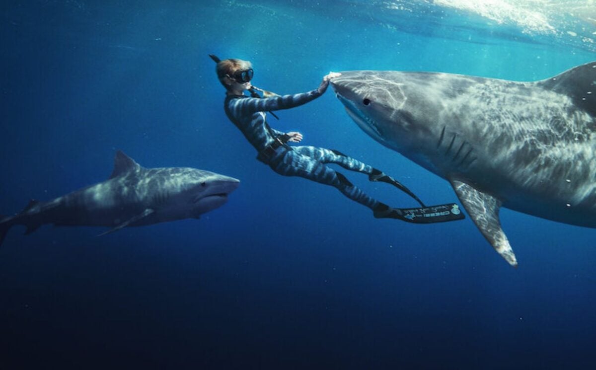 Ocean Ramsey swimming with two sharks in the ocean, with her hand on one of the animals' noses