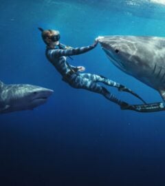 Ocean Ramsey swimming with two sharks in the ocean, with her hand on one of the animals' noses