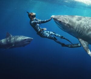 Ocean Ramsey swimming with two sharks in the ocean, with her hand on one of the animals' noses