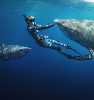 Ocean Ramsey swimming with two sharks in the ocean, with her hand on one of the animals' noses