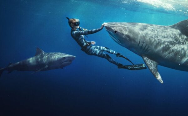Ocean Ramsey swimming with two sharks in the ocean, with her hand on one of the animals' noses