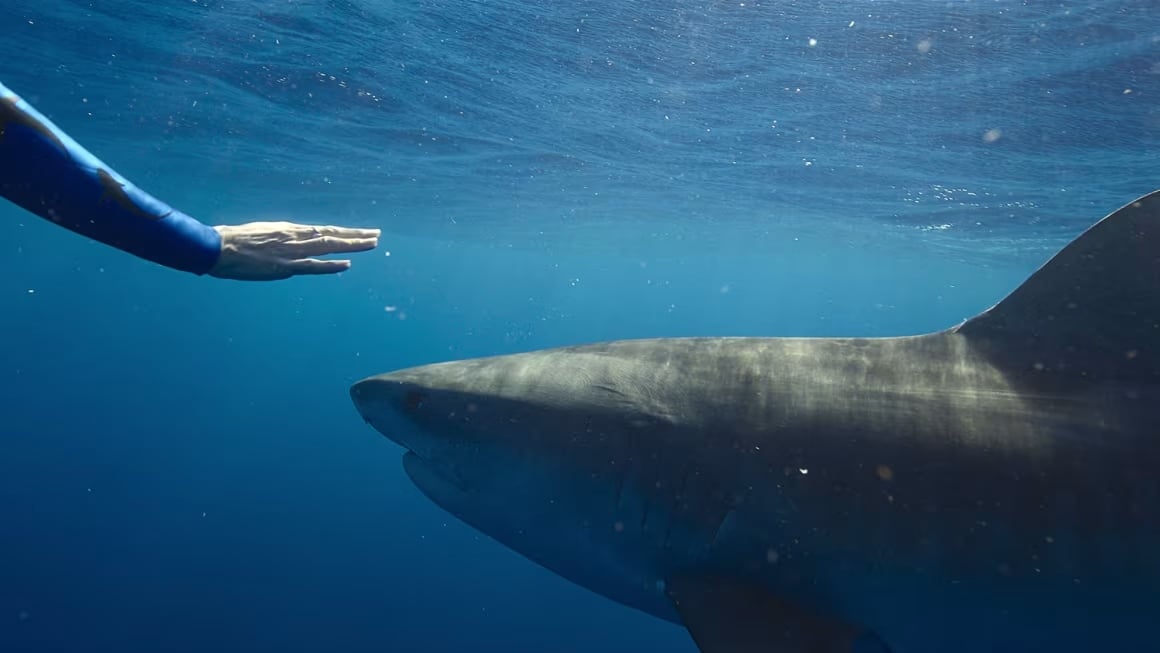 A still from Netflix documentary Shark Whisperer showing Ocean Ramsey's hand near a shark's nose