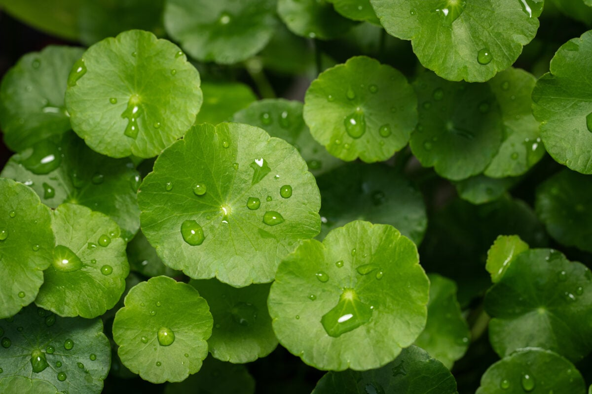 A close-up of a centella plant, which is known to help with wound healing