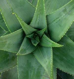 An aloe vera plant, which has been proven to help with wound healing