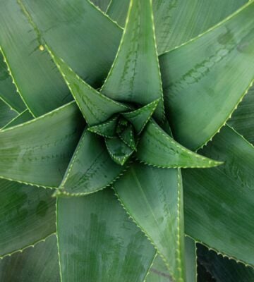An aloe vera plant, which has been proven to help with wound healing