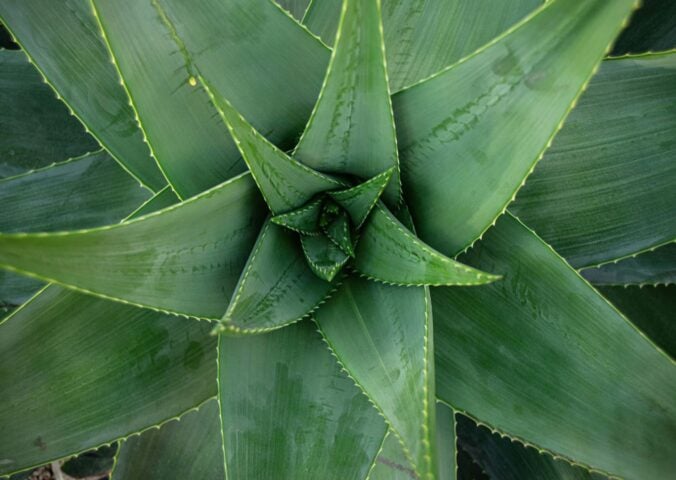 An aloe vera plant, which has been proven to help with wound healing