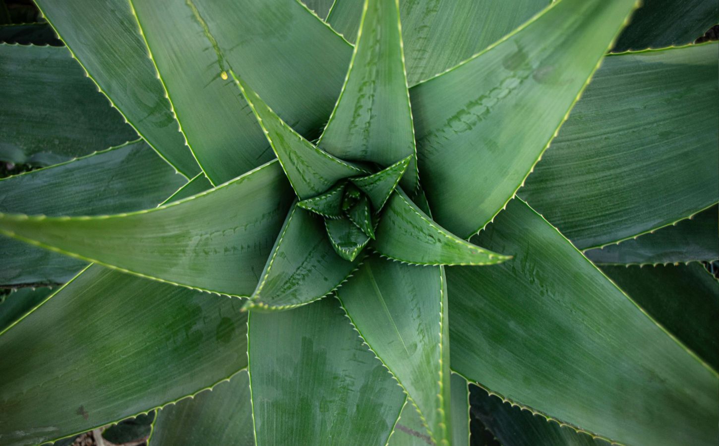 An aloe vera plant, which has been proven to help with wound healing