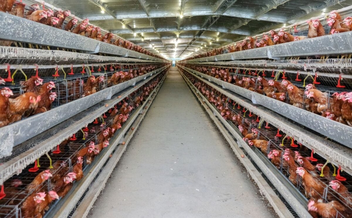 Photo shows metal shelves holding thousands of tightly packed live chickens stretching out into the distance, as in UK megafarms