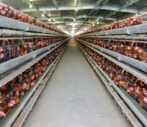 Photo shows metal shelves holding thousands of tightly packed live chickens stretching out into the distance, as in UK megafarms