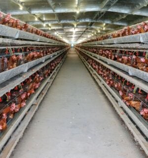 Photo shows metal shelves holding thousands of tightly packed live chickens stretching out into the distance, as in UK megafarms