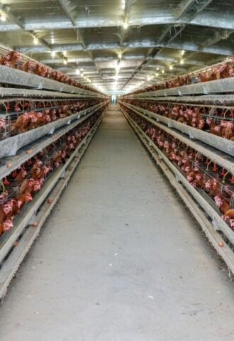 Photo shows metal shelves holding thousands of tightly packed live chickens stretching out into the distance, as in UK megafarms