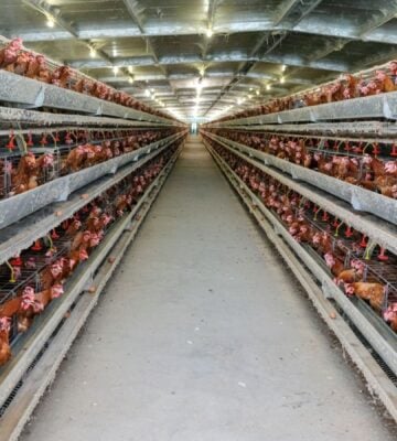 Photo shows metal shelves holding thousands of tightly packed live chickens stretching out into the distance, as in UK megafarms