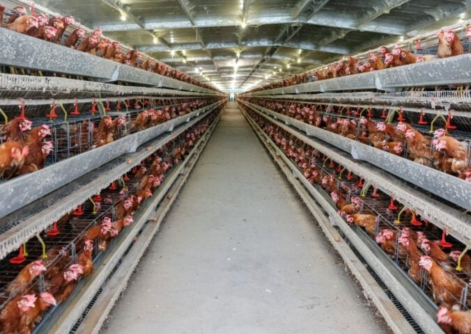 Photo shows metal shelves holding thousands of tightly packed live chickens stretching out into the distance, as in UK megafarms