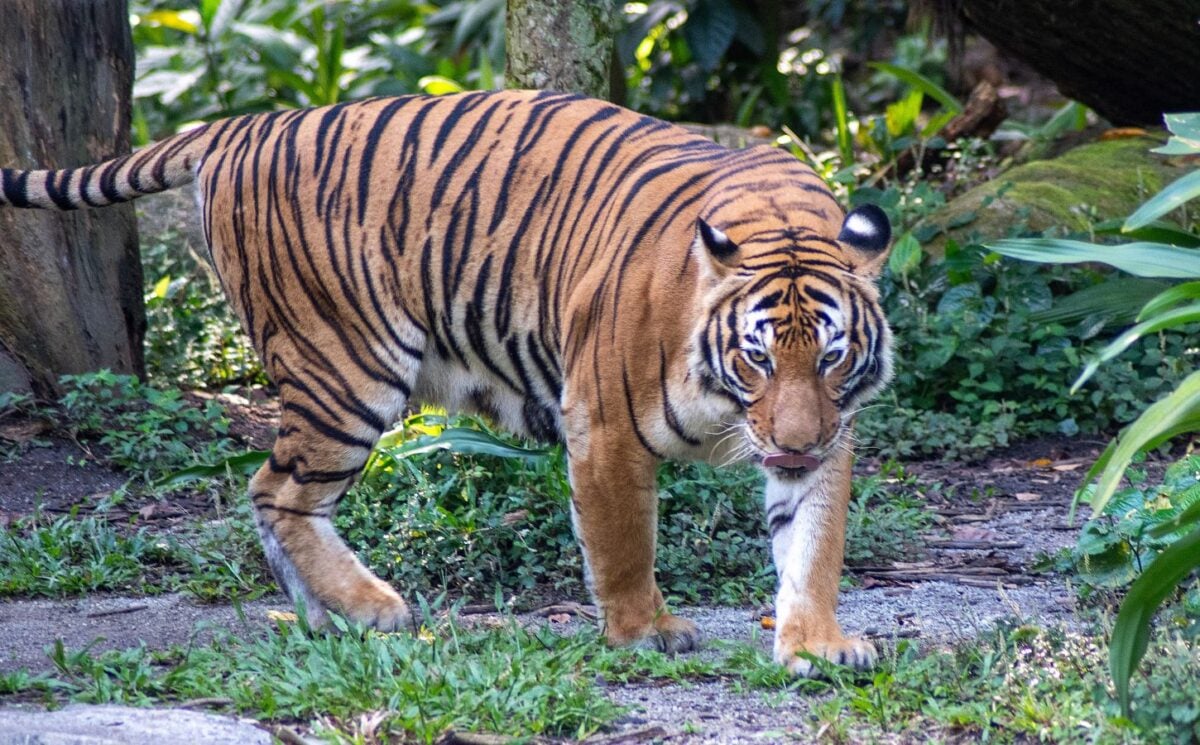 A large tiger facing the camera at a zoo