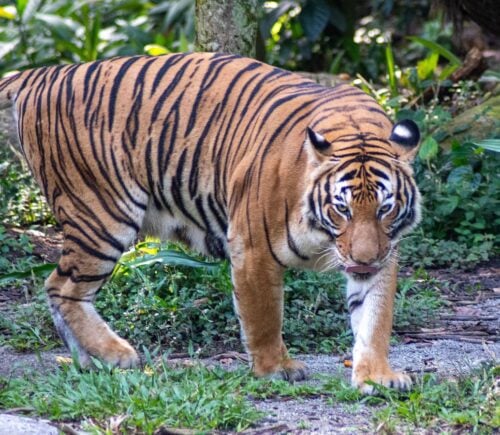A large tiger facing the camera at a zoo