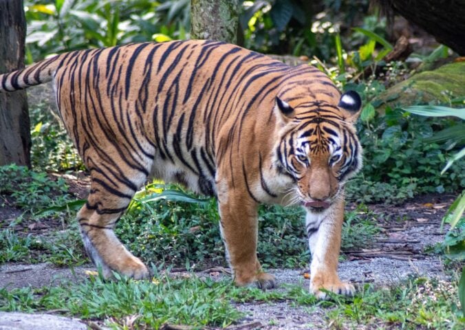 A large tiger facing the camera at a zoo