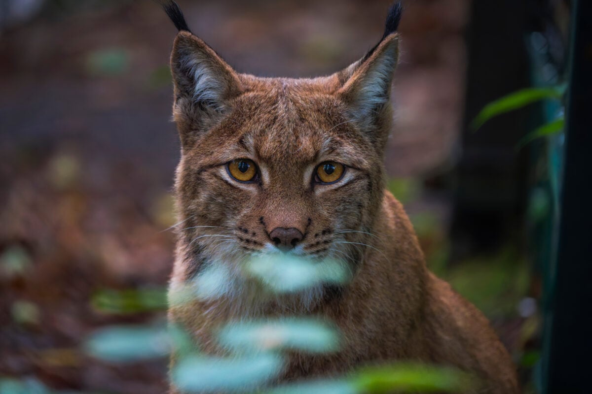 A close-up of a European lynx looking into the camera