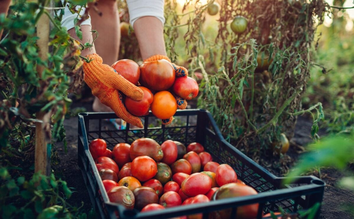 Photo shows a woman farming and filling a crate up with fresh produce. Europe is investing in a new project to promote plant-based foods