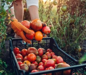 Photo shows a woman farming and filling a crate up with fresh produce. Europe is investing in a new project to promote plant-based foods
