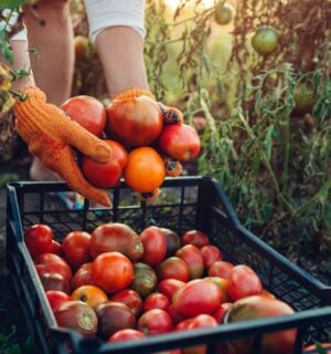 Photo shows a woman farming and filling a crate up with fresh produce. Europe is investing in a new project to promote plant-based foods