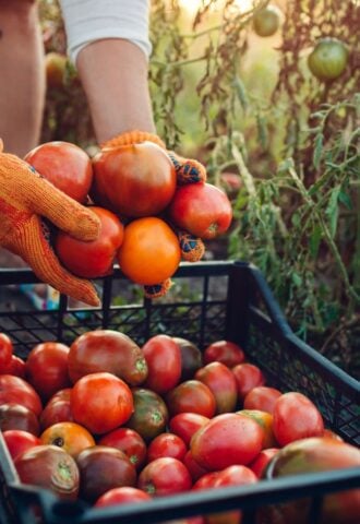 Photo shows a woman farming and filling a crate up with fresh produce. Europe is investing in a new project to promote plant-based foods