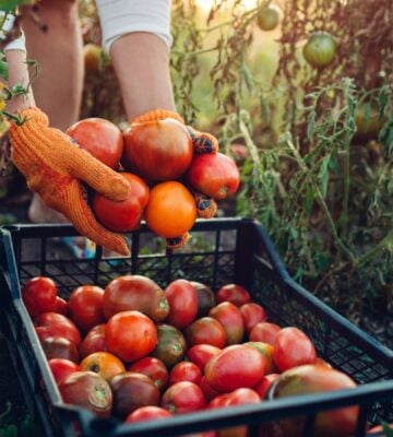 Photo shows a woman farming and filling a crate up with fresh produce. Europe is investing in a new project to promote plant-based foods