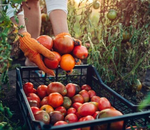 Photo shows a woman farming and filling a crate up with fresh produce. Europe is investing in a new project to promote plant-based foods