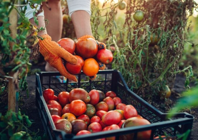 Photo shows a woman farming and filling a crate up with fresh produce. Europe is investing in a new project to promote plant-based foods