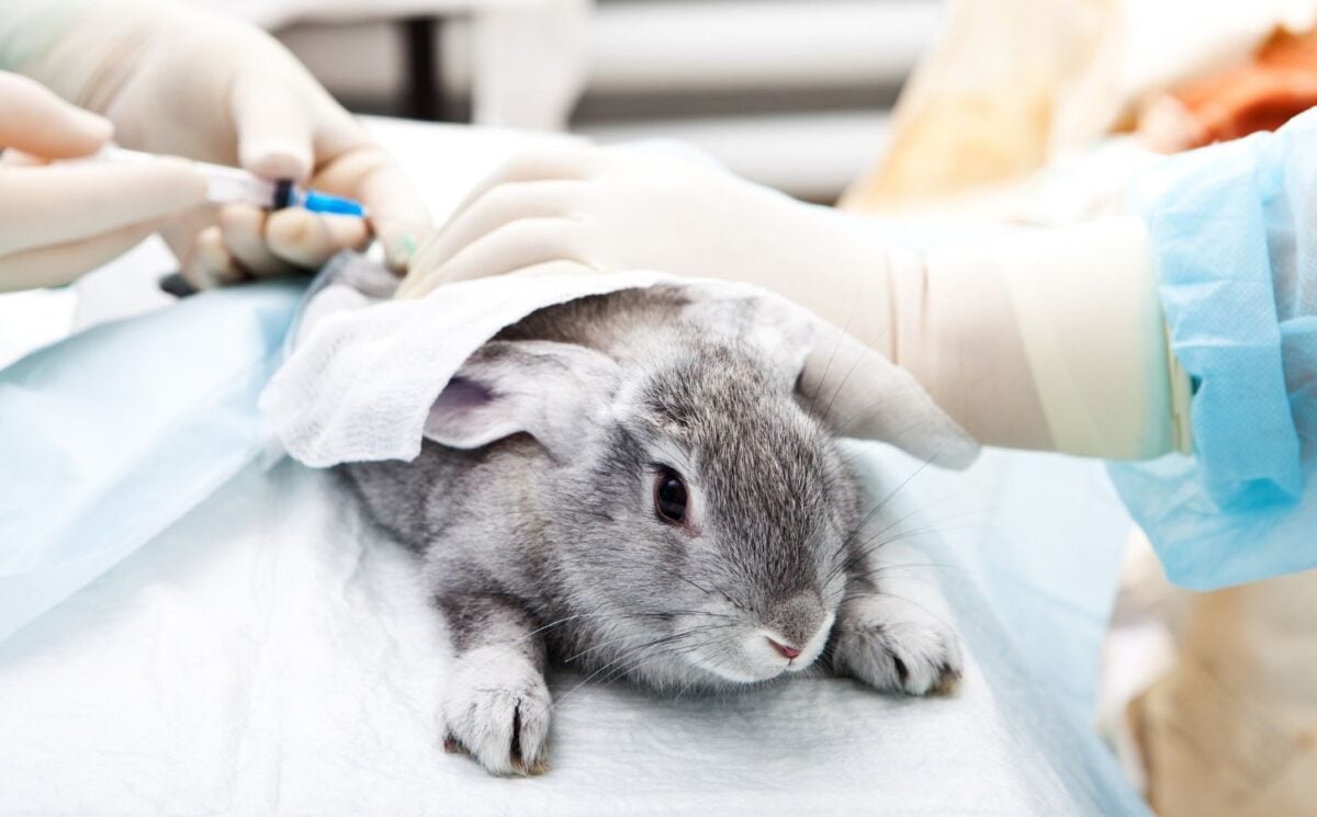 Photo shows a grey rabbit being given injections by people wearing blue latex gloves. Brazil has just banned all live animal testing of cosmetics on vertebrates