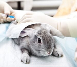 Photo shows a grey rabbit being given injections by people wearing blue latex gloves. Brazil has just banned all live animal testing of cosmetics on vertebrates