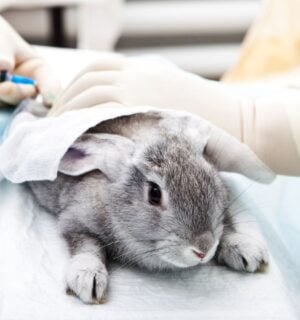 Photo shows a grey rabbit being given injections by people wearing blue latex gloves. Brazil has just banned all live animal testing of cosmetics on vertebrates