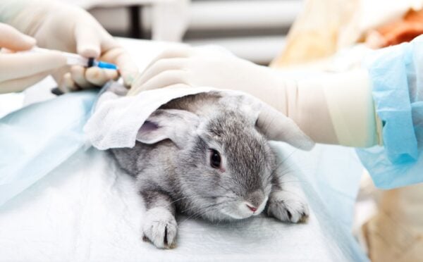 Photo shows a grey rabbit being given injections by people wearing blue latex gloves. Brazil has just banned all live animal testing of cosmetics on vertebrates