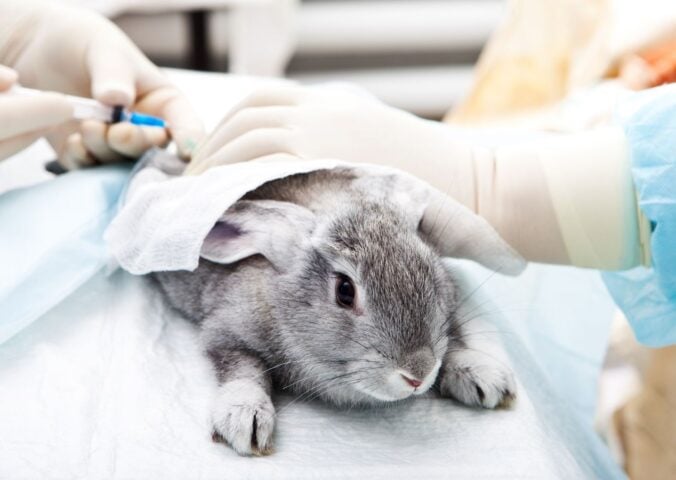 Photo shows a grey rabbit being given injections by people wearing blue latex gloves. Brazil has just banned all live animal testing of cosmetics on vertebrates
