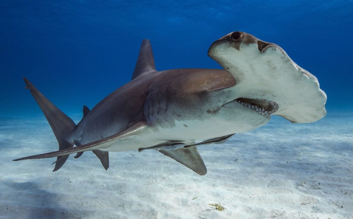 Photo shows the great hammerhead shark, a critically endangered species whose meat researchers recently found for sale in the US