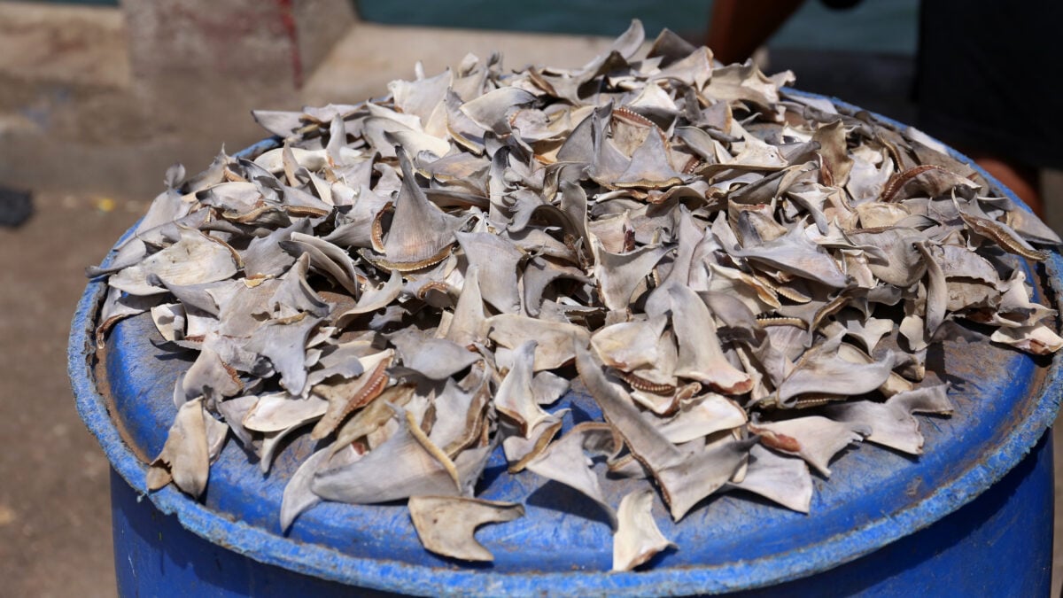 Photo shows a pile of dried shark fins for sale at a fish market