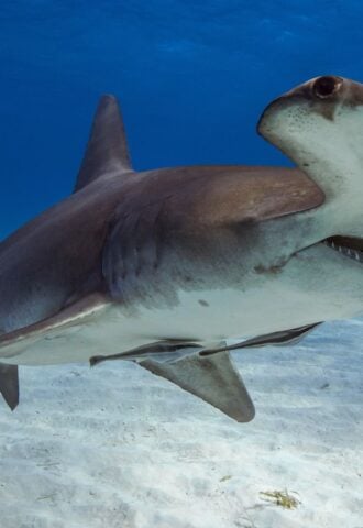 Photo shows the great hammerhead shark, a critically endangered species whose meat researchers recently found for sale in the US