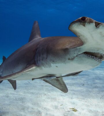 Photo shows the great hammerhead shark, a critically endangered species whose meat researchers recently found for sale in the US
