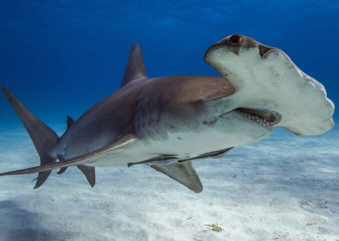 Photo shows the great hammerhead shark, a critically endangered species whose meat researchers recently found for sale in the US