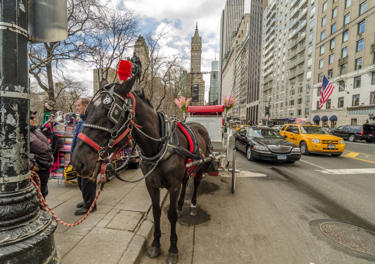 Photo shows a horse and carriage by Central Park in New York City