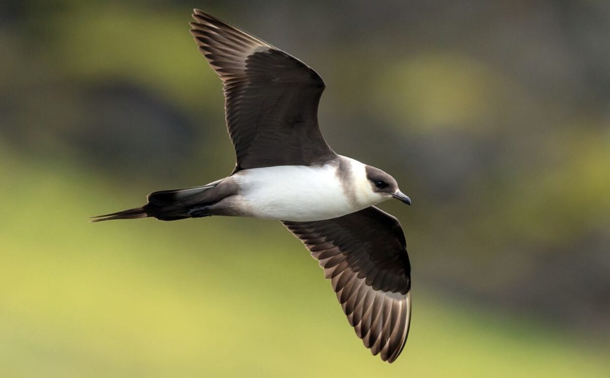 Photo shows the endangered Arctic Skua, which is both a Red List species and a Priority Species in the UK Biodiversity Action Plan