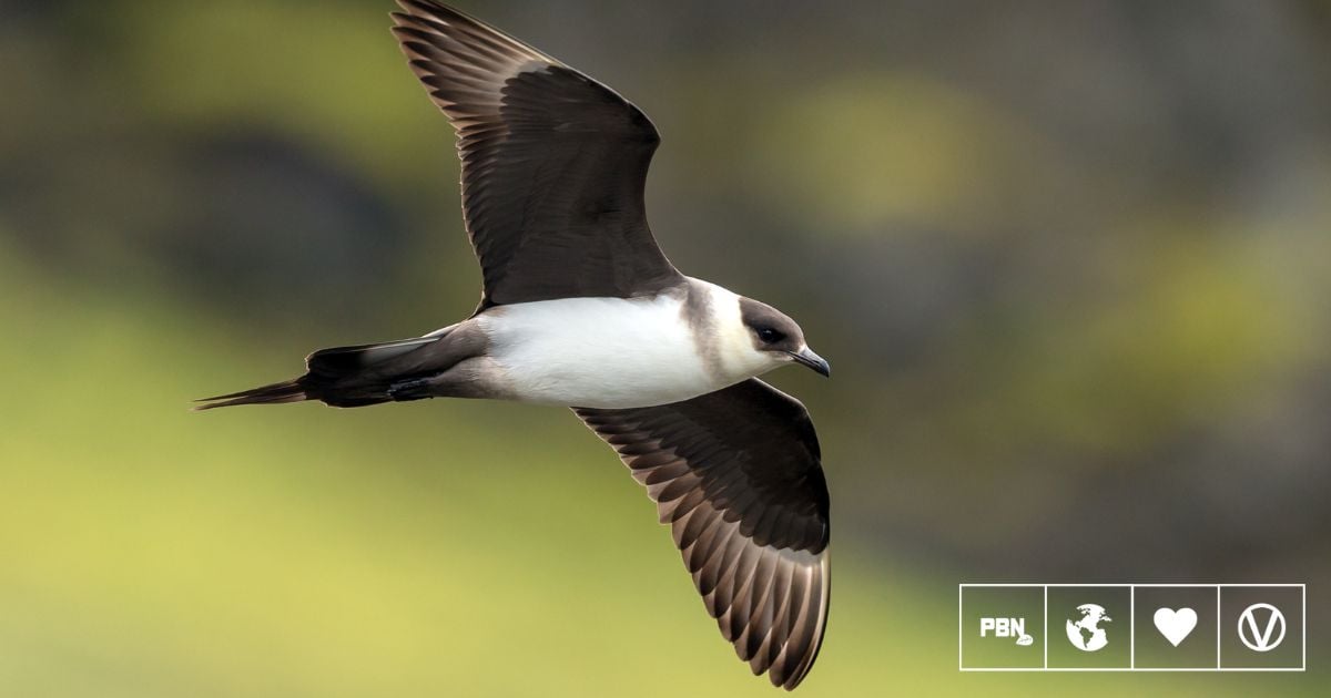 UK Shift To Plant-Based Diets Could Save 58% Of Projected Species Extinctions, Says Report